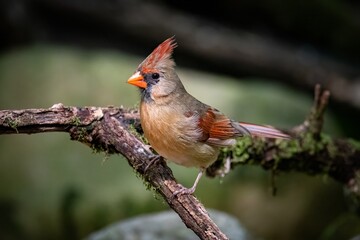 Northern Cardinal