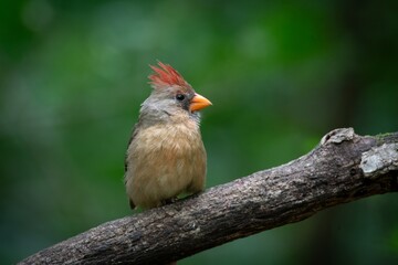 Northern Cardinal