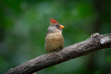 Northern Cardinal