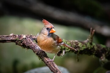 Northern Cardinal