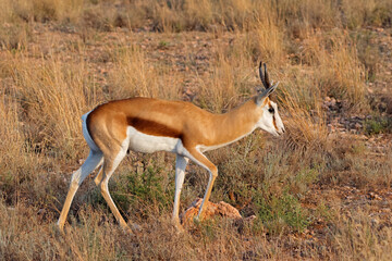 A springbok antelope (Antidorcas marsupialis) in natural habitat, South Africa.