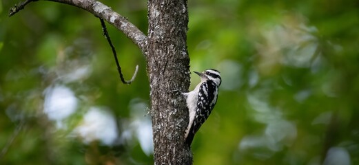 Downy Woodpecker