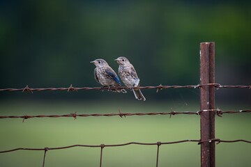Eastern Bluebird