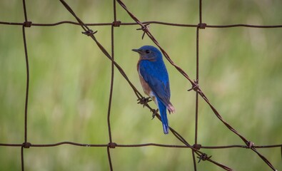 Eastern Bluebird