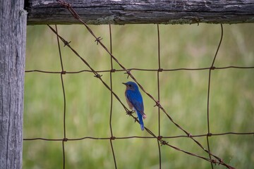 Eastern Bluebird
