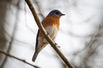 Eastern Bluebird