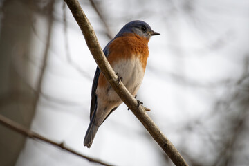 Eastern Bluebird
