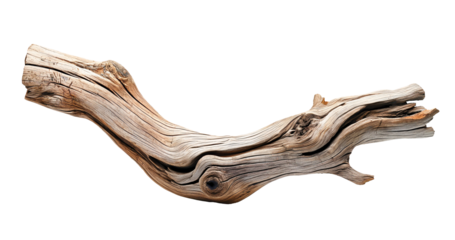 Dried dead tree trunk. Weathered driftwood cut out