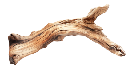 Dried dead tree trunk. Weathered driftwood cut out