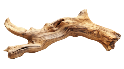 Dried dead tree trunk. Weathered driftwood cut out