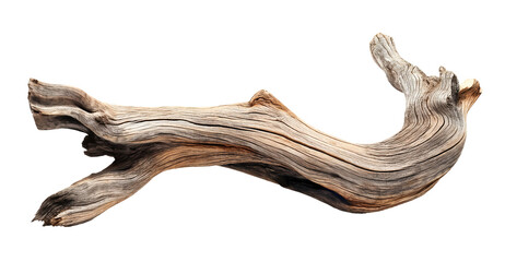 Fototapeta premium Dried dead tree trunk. Weathered driftwood cut out