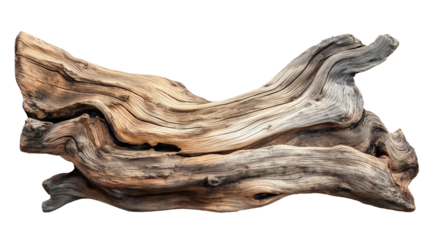 Dried dead tree trunk. Weathered driftwood cut out