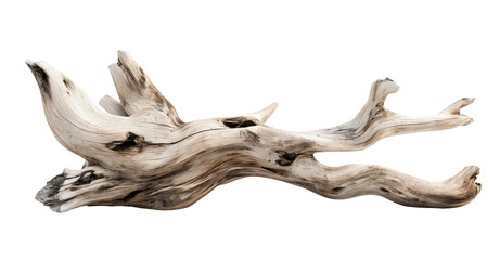 Fototapeta premium Dried dead tree trunk. Weathered driftwood cut out