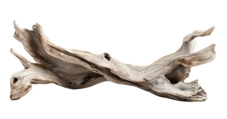 Dried dead tree trunk. Weathered driftwood cut out