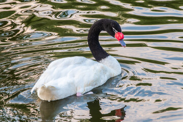 The black-necked swan, Cygnus melancoryphus, is a swan that is the largest waterfowl native to South America. The body plumage is white with a black neck and head and greyish bill © Dmitrii Potashkin