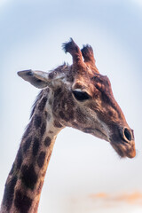 Close-up giraffe head isolated on white background