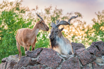 Markhor male and female on the rock. Latin name - Capra falconeri