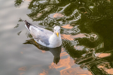 Seagull, The European herring gull, swims in the sea