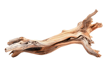 Fototapeta premium Dried dead tree trunk. Weathered driftwood cut out