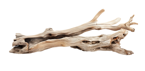 driftwood log weathered dried dead tree branch. cut out