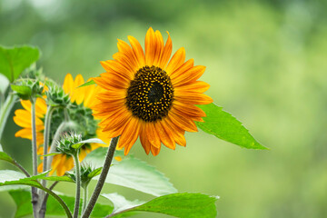 Obraz premium 公園の花壇に咲いたひまわりの花