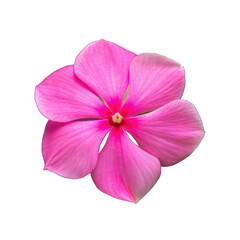 Pink catharanthus flower isolated on transparent background