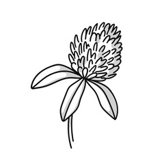 Clover hand drawn in doodle style