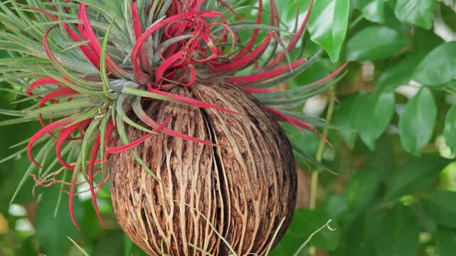 Suicide tree, Pong-pong, Othalanga; Cerbera odollam