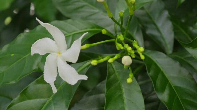 Chandni, Pinwheel Flower, Ahmedabad, Gujarat