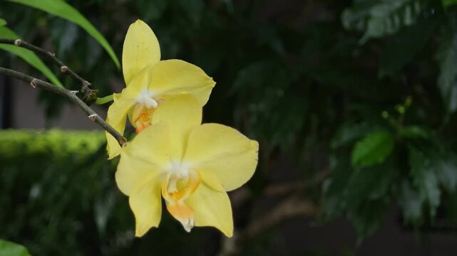 yellow phalaenopsis orchid