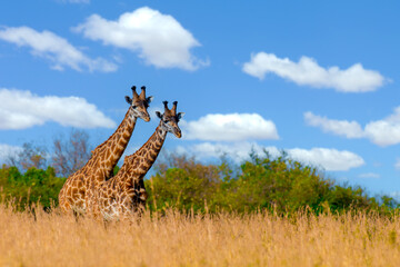 Fototapeta premium Two giraffe in National park of Kenya, Africa