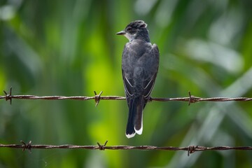 Eastern Kingbird