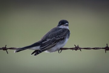 Eastern Kingbird