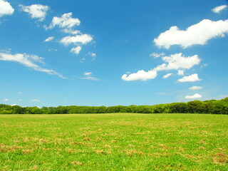 初夏の水元公園の草原と林風景