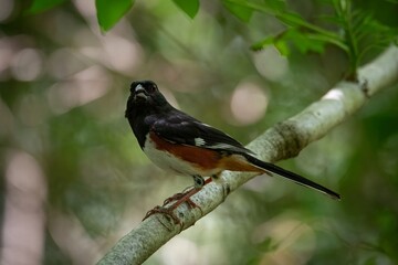 Eastern Towhee