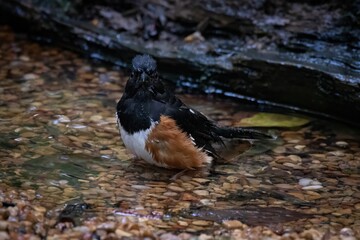 Eastern Towhee