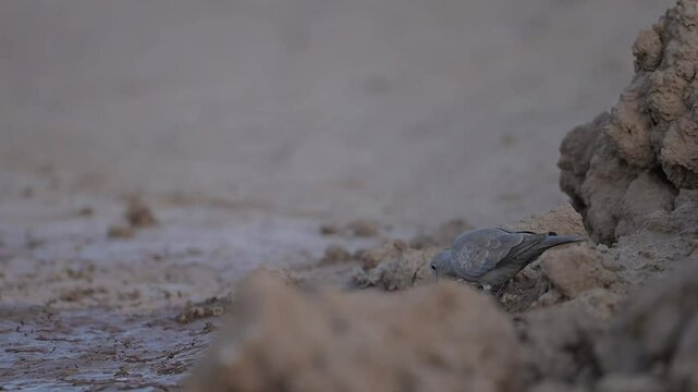 Eurasian collared dove looking for Water in Desert Area