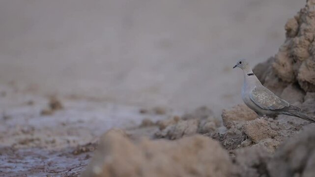 Eurasian collared dove looking for Water