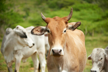 Red butterscotch Brahman cow standing looking at camera in the field. In the background, fresh green grass and other cows, out of focus.