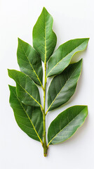 Obraz premium View of aromatic green leaves on a pristine white background