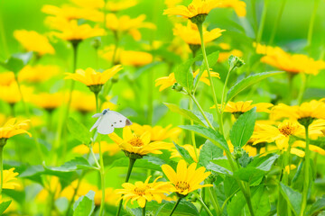 黄色い花の咲く花畑で蜜を求めて飛ぶ蝶々