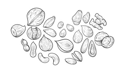 nuts handdrawn collection