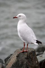 Silver Gull seagull bird standing on a rock next to the ocean