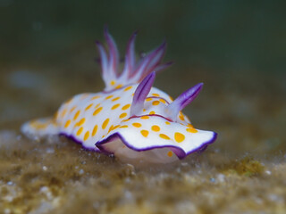 Super cute nudibranch from Cyprus