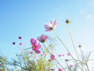 秋の大空とコスモスの花