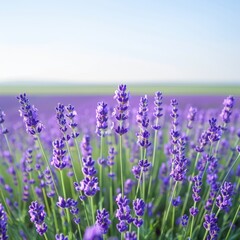 Naklejka premium Close-up of blooming lavender flowers in a field. The flowers are in focus, while the background is blurred.