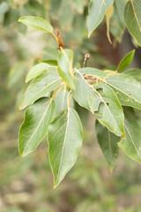 Beautiful tree branch with green leaves in summer. Natural summertime scenery of Latvia, Northern Europe.