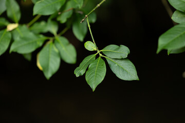 Beautiful tree branch with green leaves in summer. Natural summertime scenery of Latvia, Northern Europe.