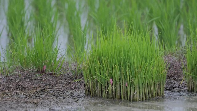 Eggs of jumbo snails attached to rice in rice paddies