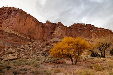 Embrace the serene beauty of autumn at Zion National Park in Utah, with golden trees contrasting against crimson rock cliffs under a partly cloudy sky, creating a breathtaking and peaceful landscape